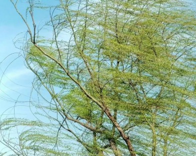 这两天，山西将迎沙尘大风降温天气