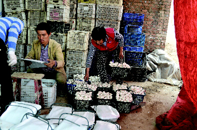 双孢菇喜获丰收