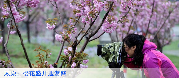 太原：樱花盛开迎游客