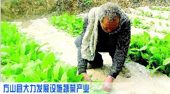 方山县大力发展设施蔬菜产业