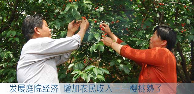 发展庭院经济 增加农民收入——樱桃熟了