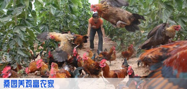 桑园养鸡富农家