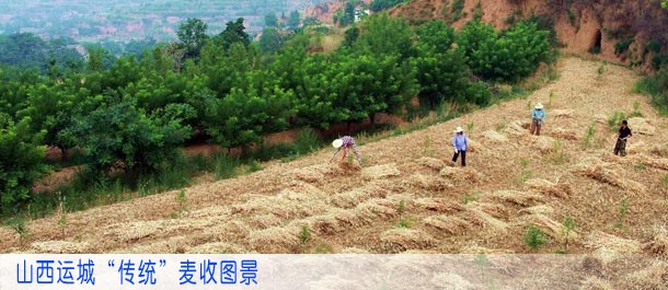 山西运城“传统”麦收图景