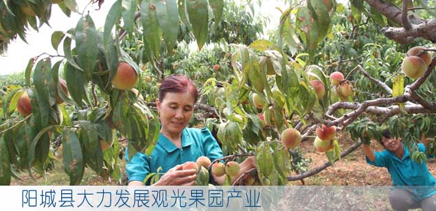 阳城县通过土地流转和项目扶持等举措大力发展观光果园产业