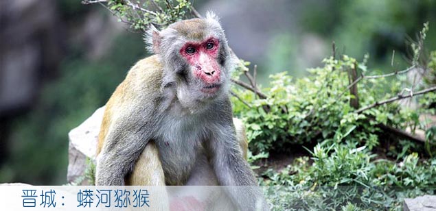 晋城：蟒河猕猴