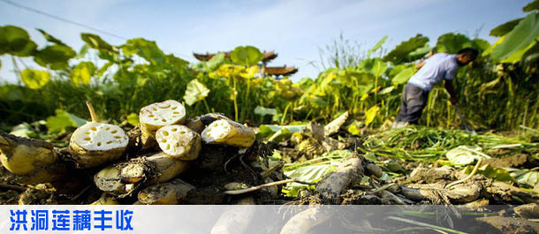 新华网·中国洪洞网:洪洞图库