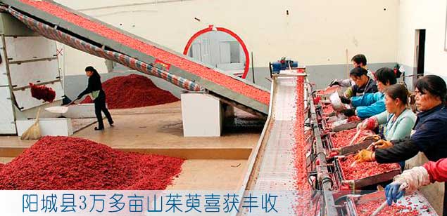 阳城县3万多亩山茱萸喜获丰收