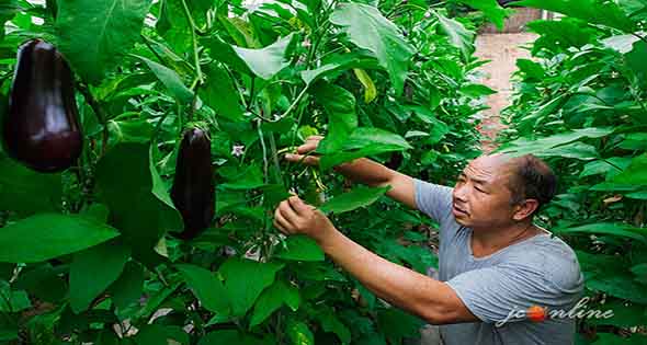 老杨和他的一亩三分地