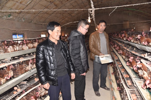 新城村农民养殖枣红蛋鸡年收入50万元