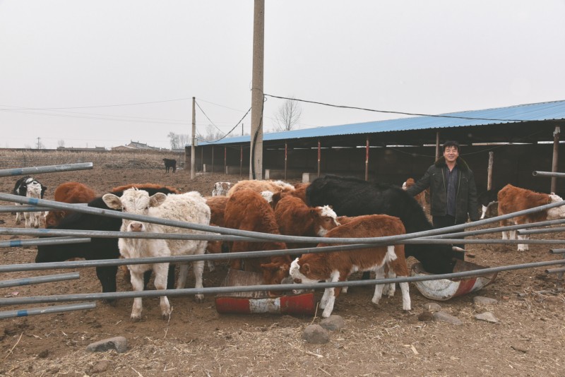 代县农民陈步亮饲养肉牛一年增收24万元