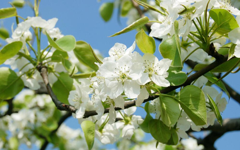 隰縣第六屆玉露香梨花節將于4月15日開幕