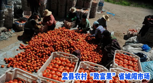盂县农村“致富果”省城闯市场
