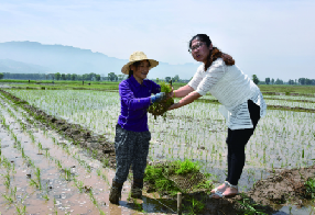 代县女村官带领贫困群众在田间插秧播洒希望