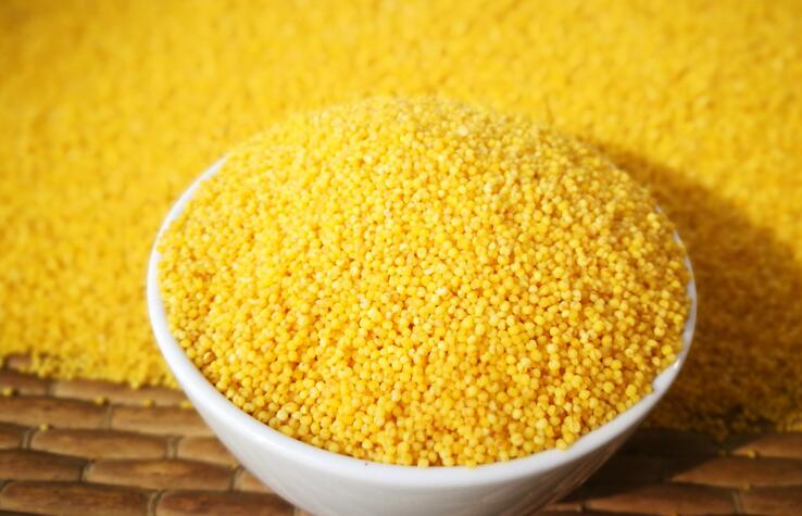 山西成立小米产业联盟 打造 山西小米 品牌旗舰