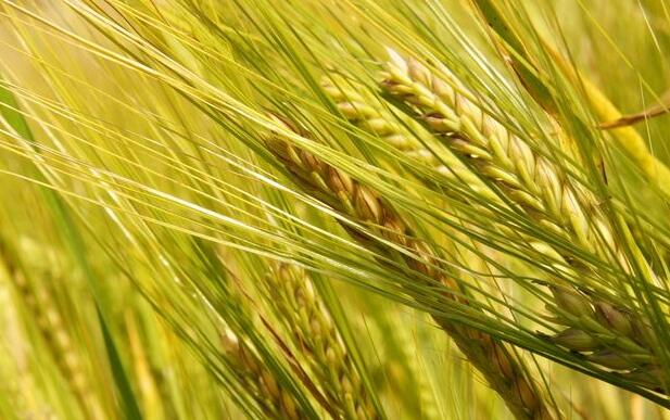 稳步攀升!今年山西粮食生产总量达129.99亿公斤-新华网