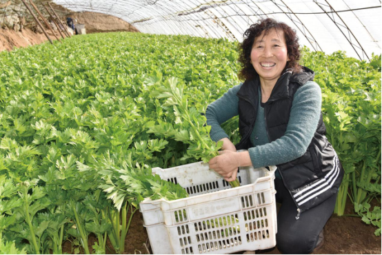 代县农民夫妻十年种大棚蔬菜致富