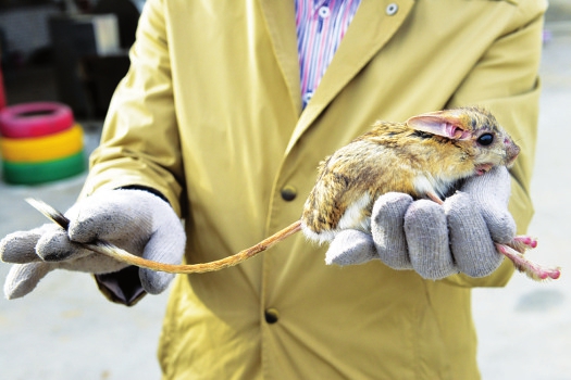 长耳跳鼠现身朔州 为全球100种最濒危灭绝物种之一