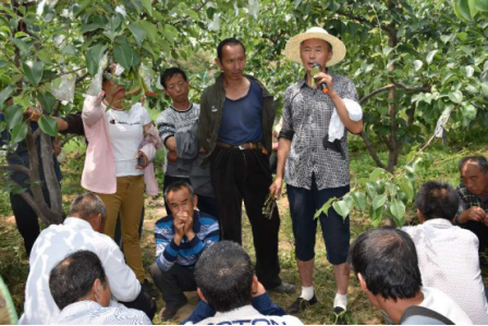 晉中市壽陽縣邀請農業專家在果園教授梨樹管理技術