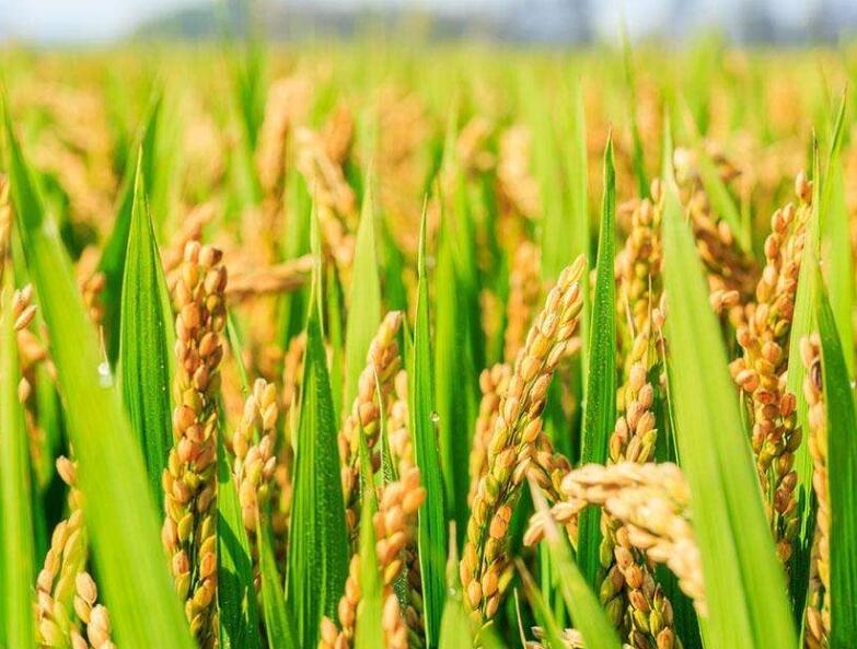 代县科协通过科普剧普及水稻种植知识