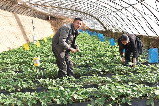 代县一对青年夫妻用草莓“叩开”致富门