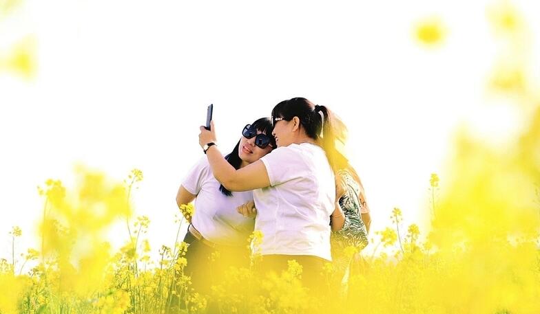 油菜花绽放