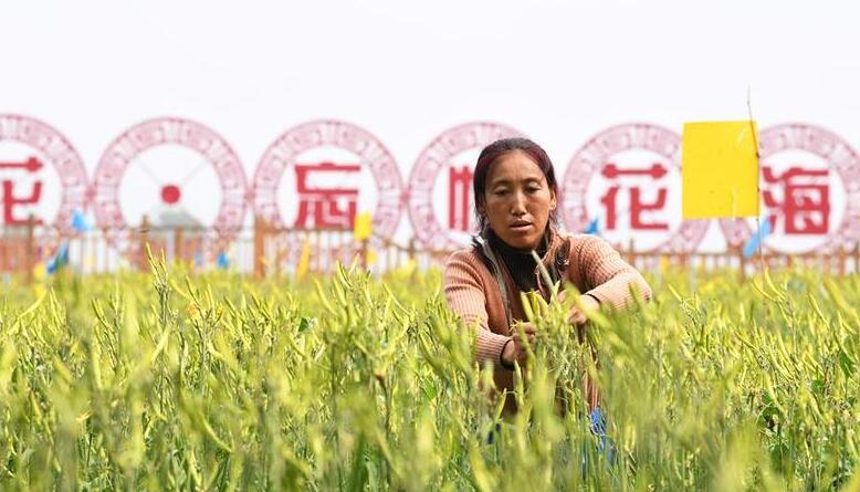 黄花产业铺就金色致富路