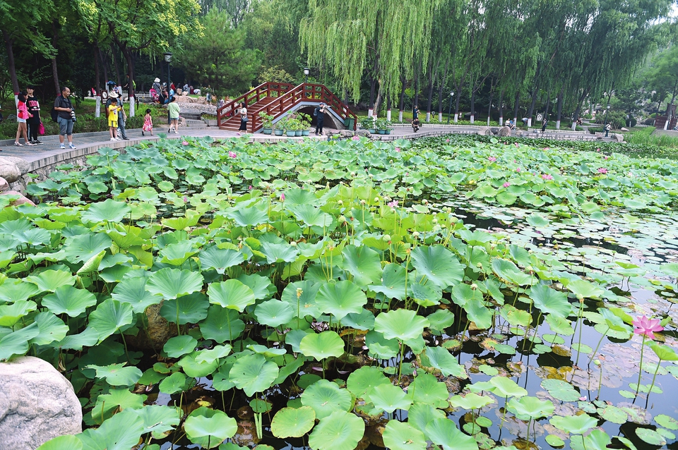 夏日荷风 太原玉门河公园举办荷花节