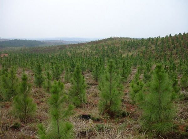 山西20年完成退耕还林2730.3万亩