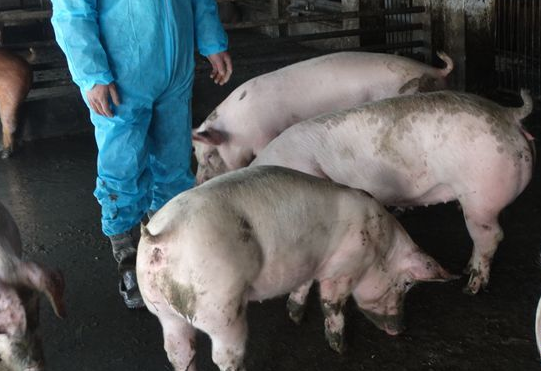 山西：稳定生猪产能 确保2020年出栏生猪800万头