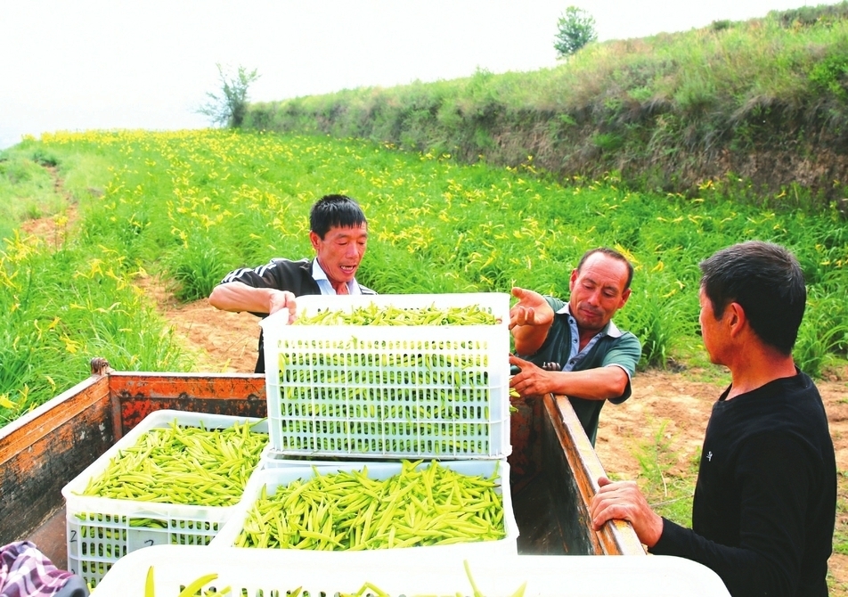 黃花熟了 百姓樂了