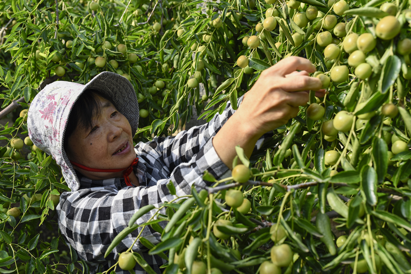 通過農民合作社進行集約化生産，用更少的人去種更多的地。