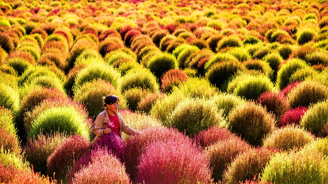 扫帚草，原来这么美