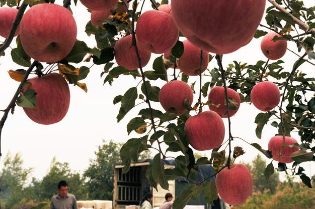 果會上雲端手機下訂單 第五屆運城果博會10月20日舉行