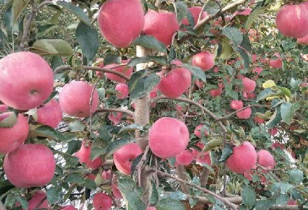 山西吉县8000余亩苹果园实现“家政式”托管