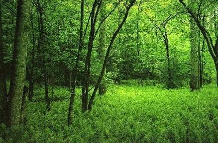 山西政策性森林保险投保面积超6000万亩