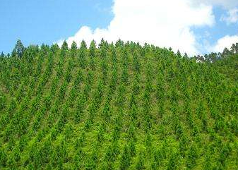 2020年，山西营造林已完成400.8万亩