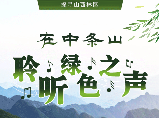 【探寻山西林区】在中条山，聆听绿色之声
