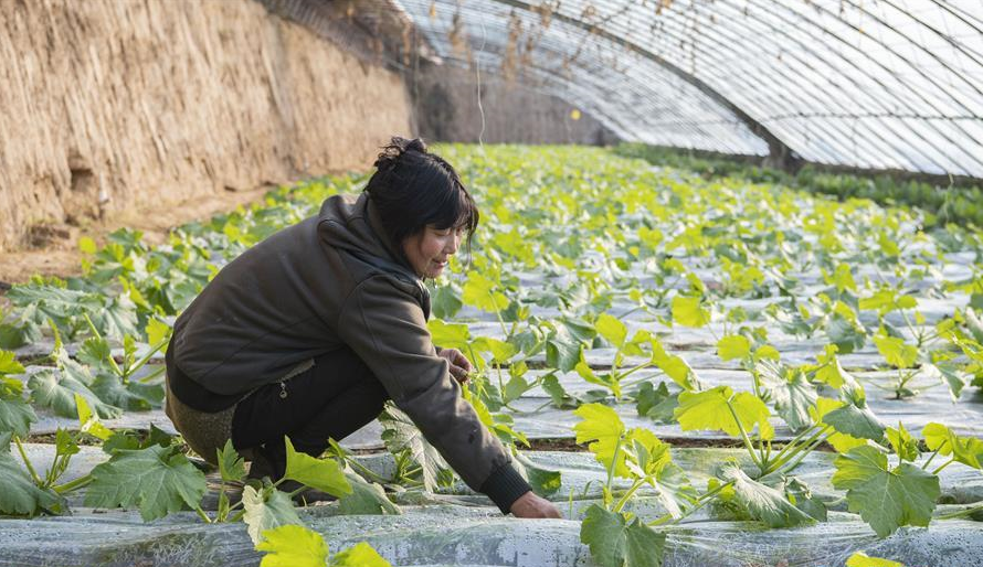 山西原平：设施农业富农家