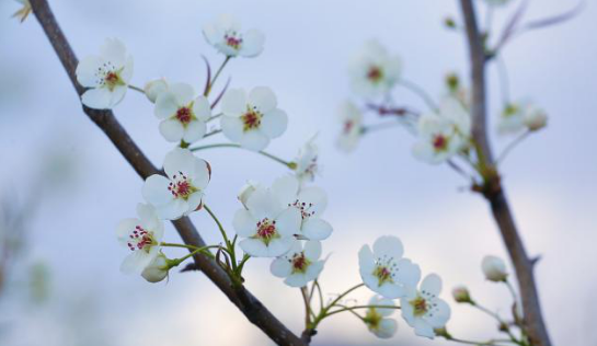 来原平吧，这份梨花&ldquo;春日限定&rdquo;送给你