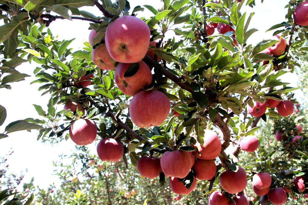 山西太谷：苹果挂满枝 丰收正当时