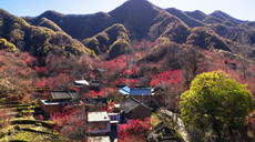 【“飞阅”中国】山茱萸扮靓小山村