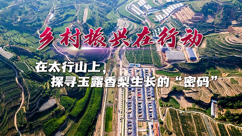 在太行山上,探寻玉露香梨生长的“密码”