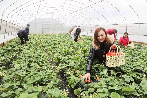 山西大同:大棚种植蔬果香