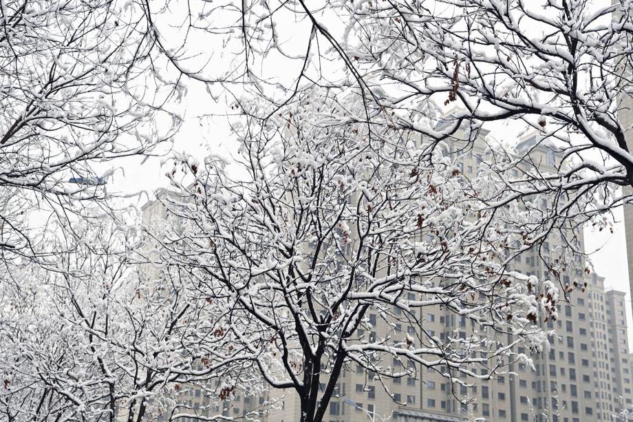 山西太原：雪落枝头