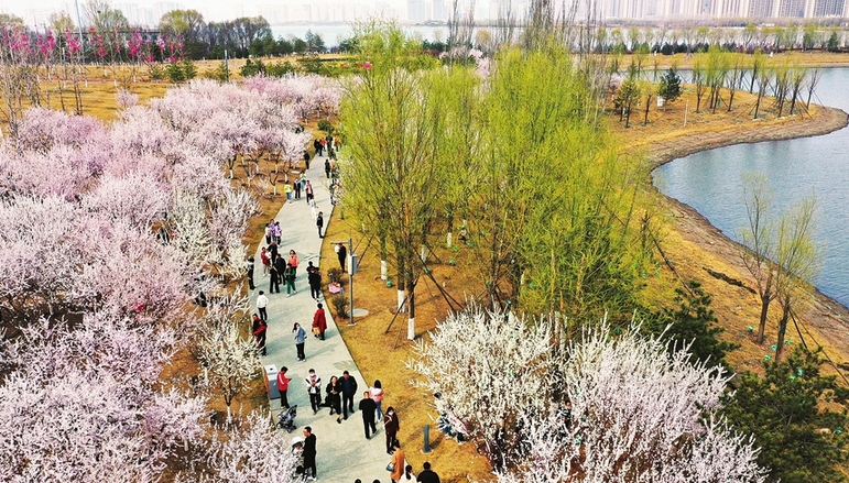 晋阳湖畔桃花艳
