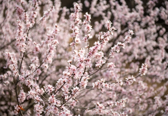 山西左權：春已至 花正開