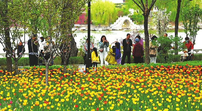 郁金香争芳吐艳