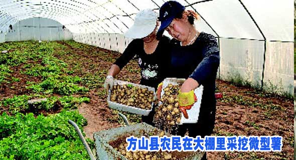 方山县农民在大棚里采挖微型薯