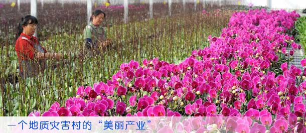 一个地质灾害村的“美丽产业”