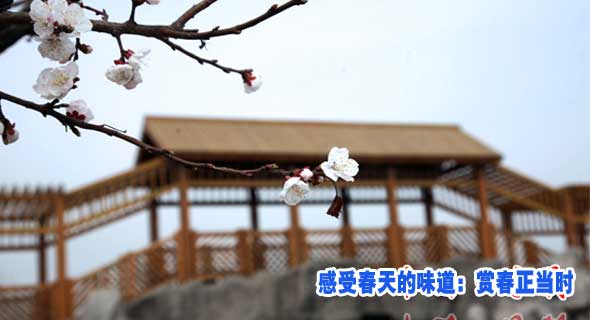 感受春天的味道：赏春正当时